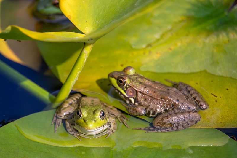 Frog Pest Control