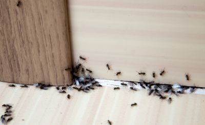 Ant Pest Control Methods That Target Colonies At The Source