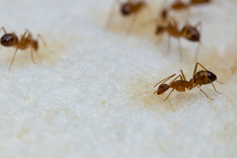 Ants Extermination Service in Frisco, TX