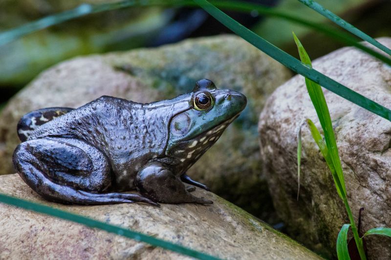 Frog Infestations Around Ponds And Pools: What Homeowners Should Know
