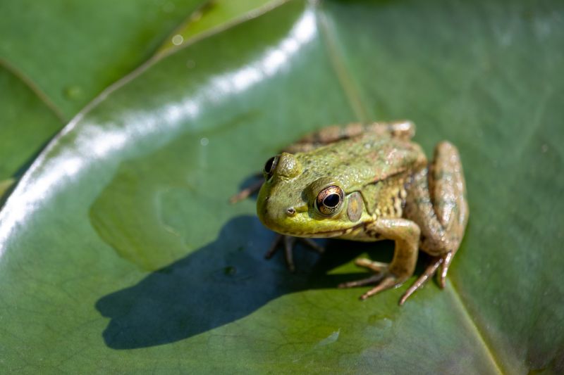Frog Pest Control