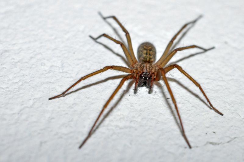 Huntsman Spider Extermination in Denton, TX