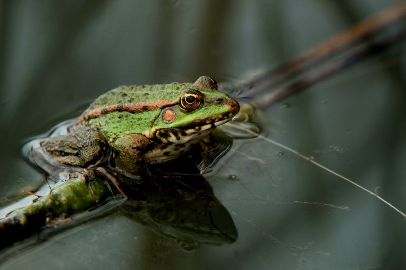 Why Frogs Keep Returning To Your Yard And How Professional Removal Helps